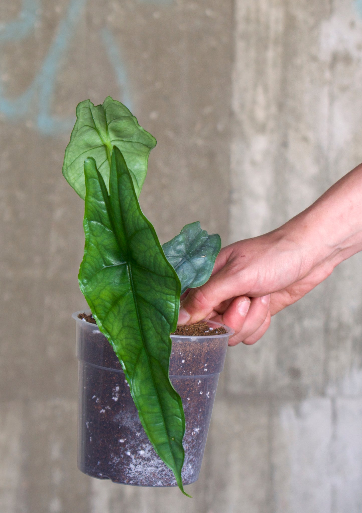 Alocasia Heterophylla 'Drachenatem' 