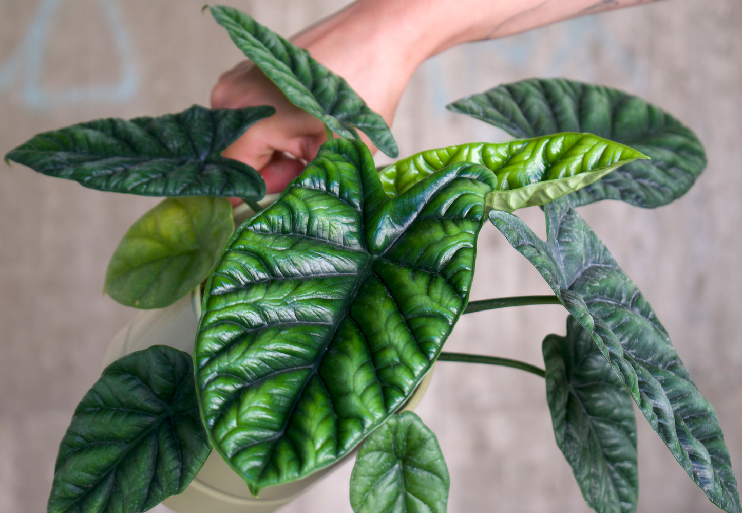 Alocasia sinuata