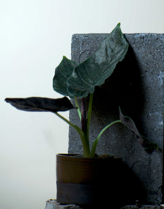 Alocasia chienlii ’Antoro Velvet’