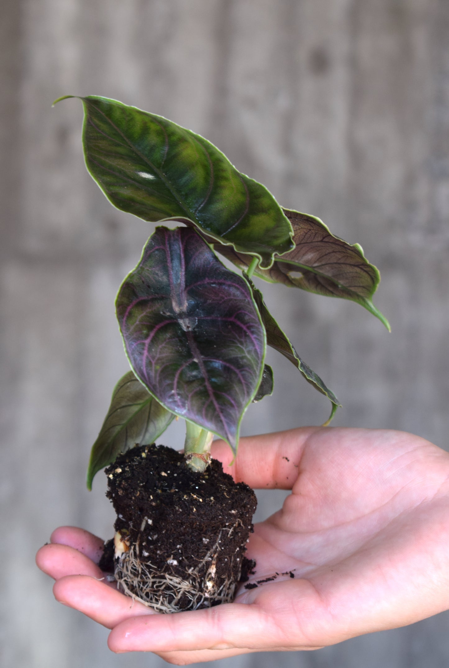 Alocasia Azlanii