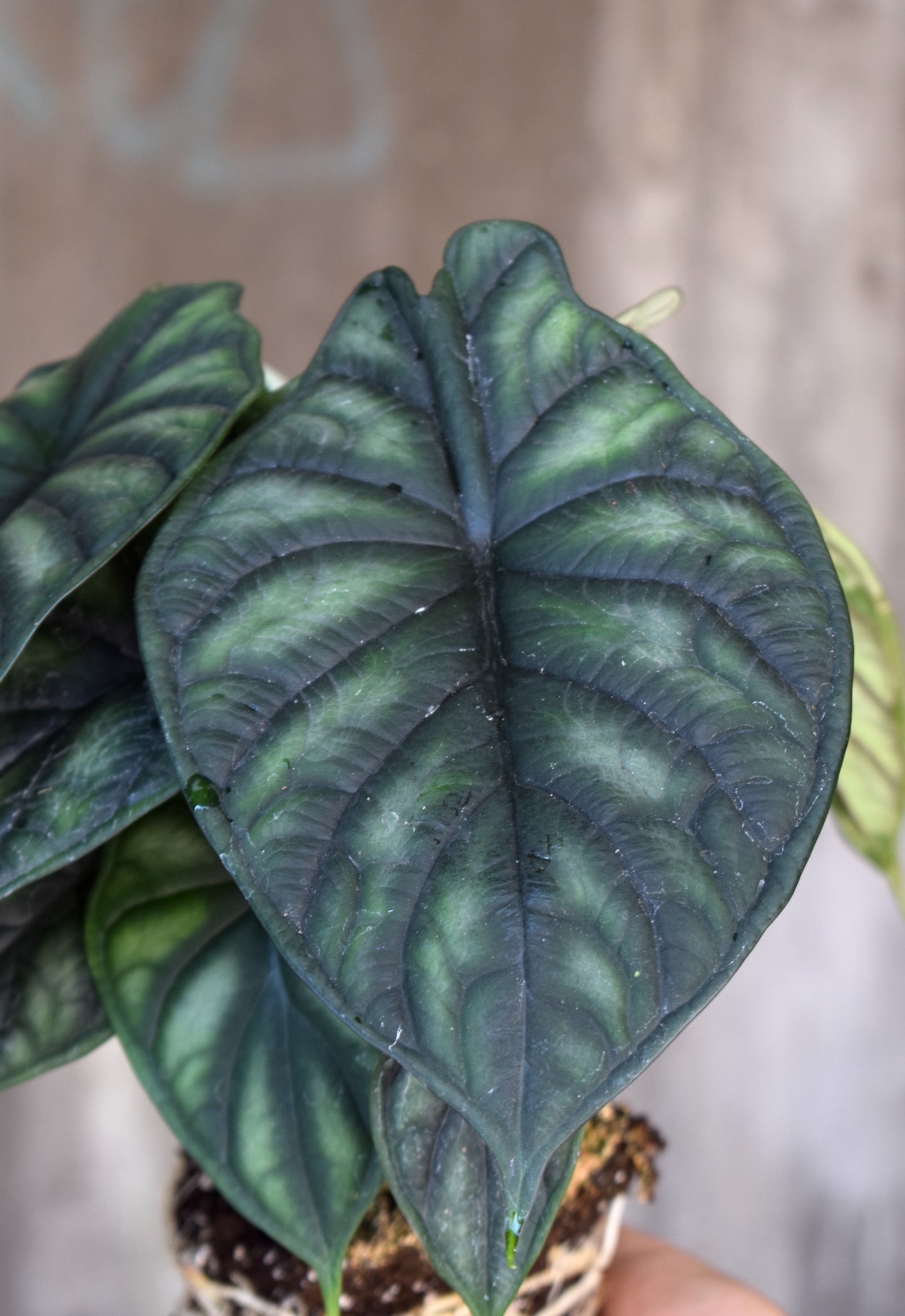 Alocasia Baginda 'Dragon Scale' 