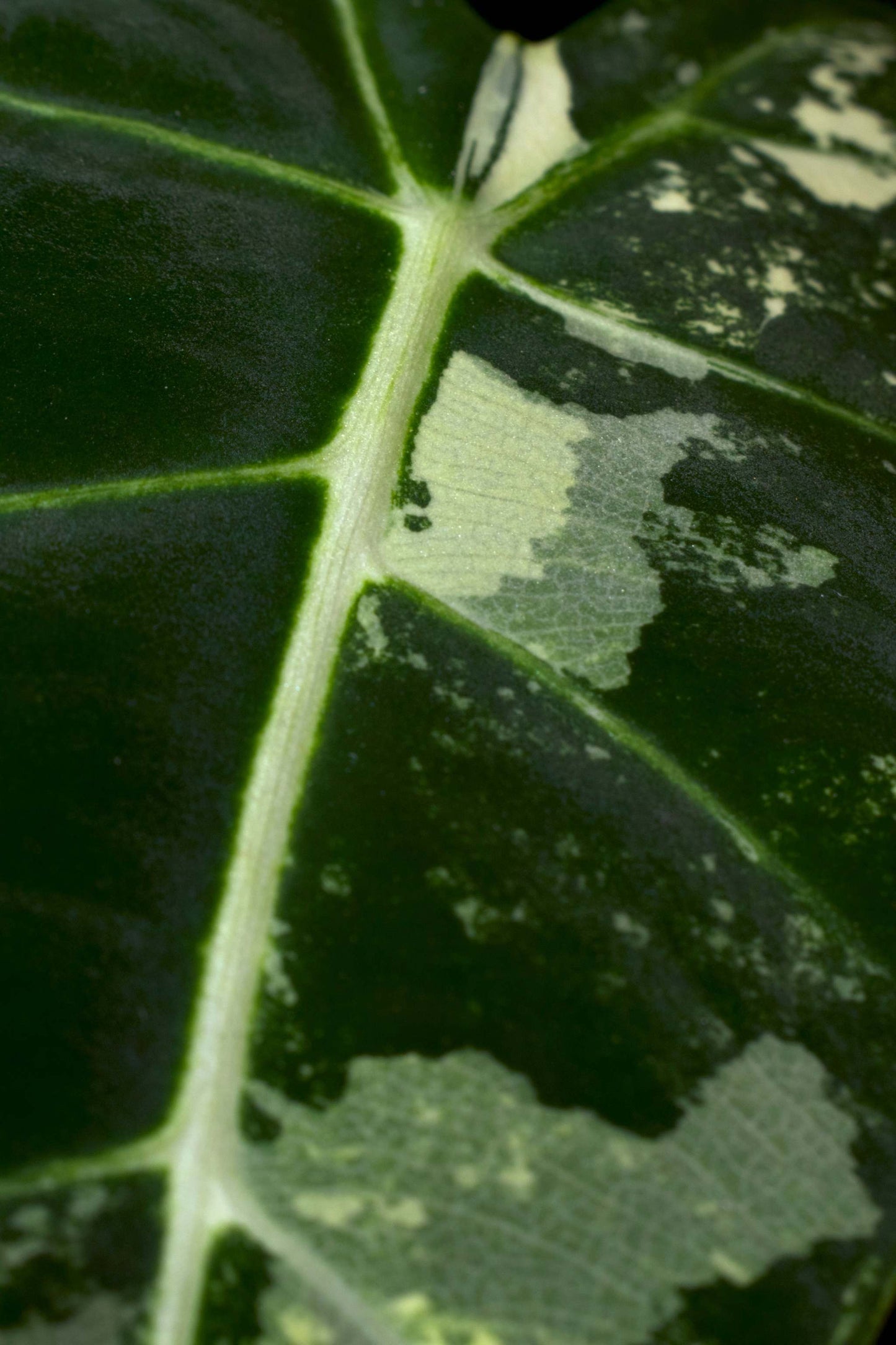 alocasia frydek nära