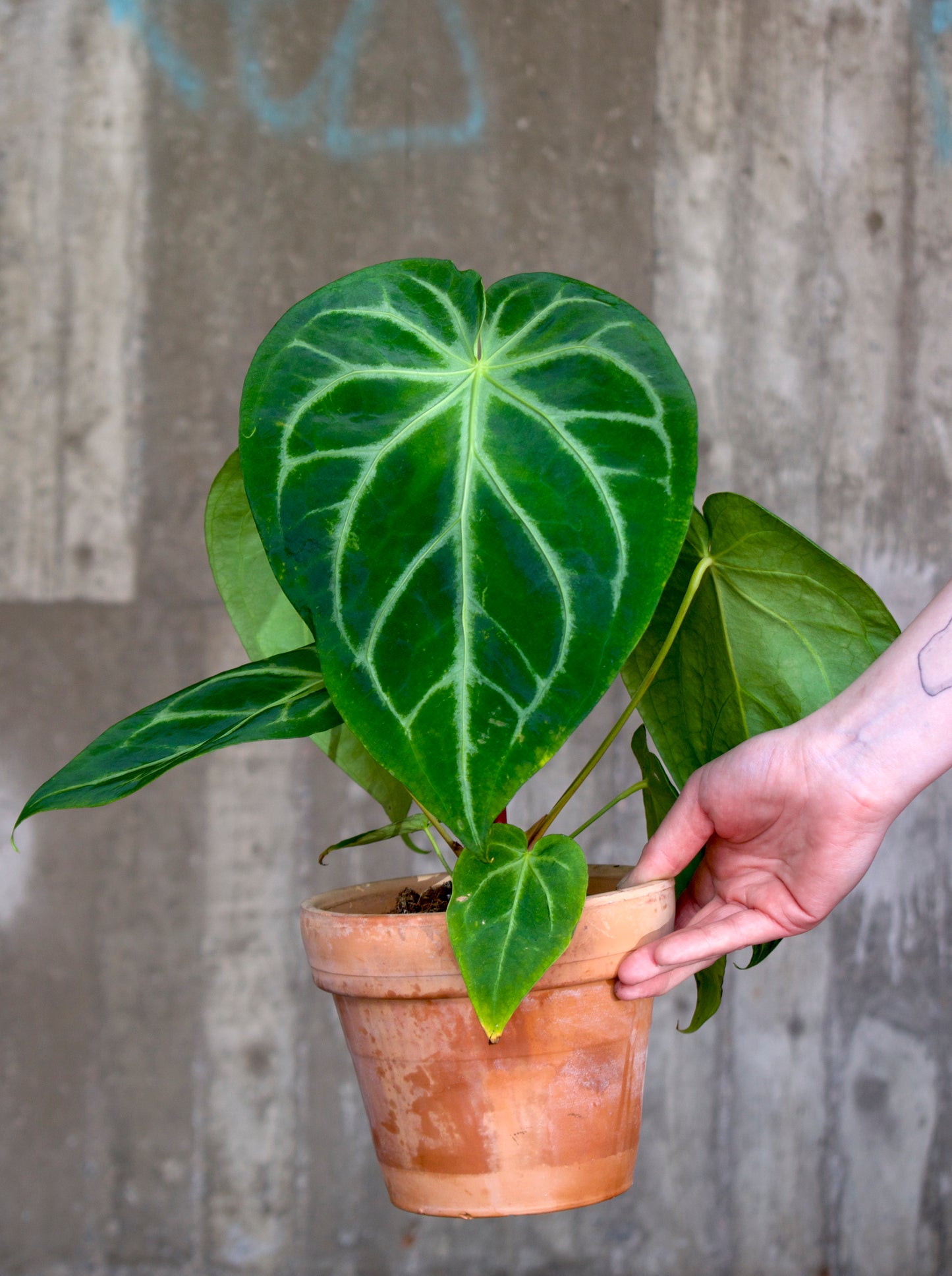 Anthurium Magnificum