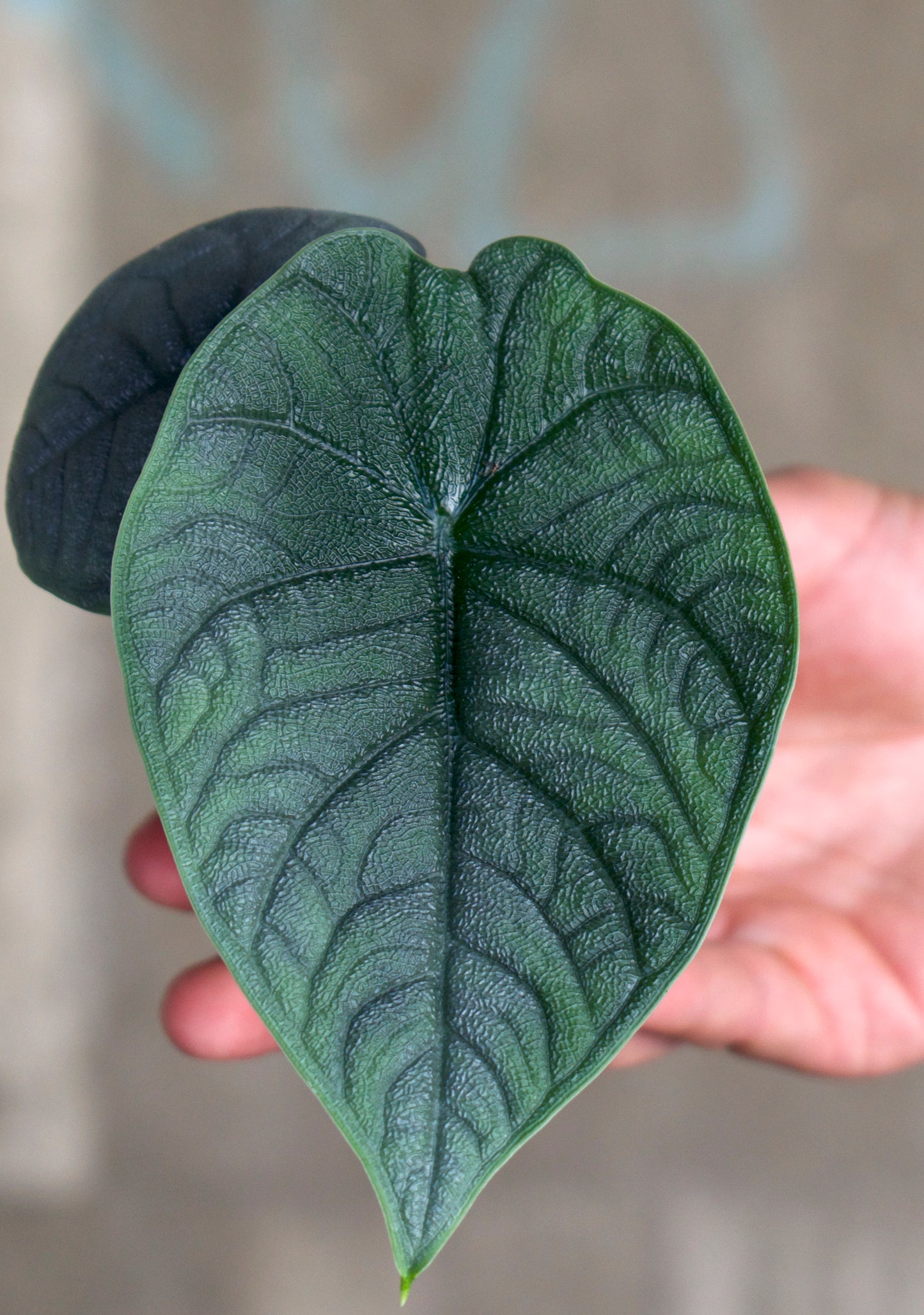 Alocasia Melo 