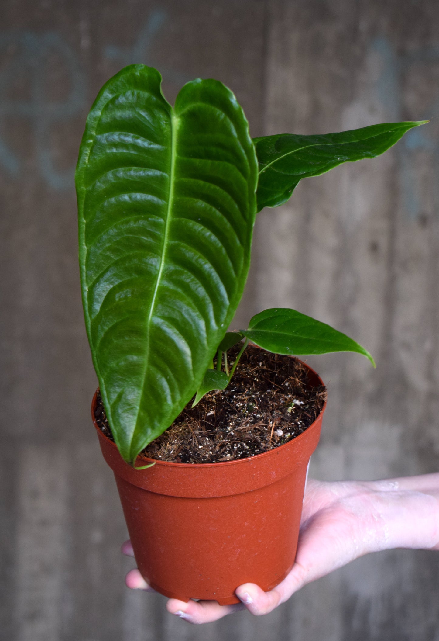 Anthurium Veitchii