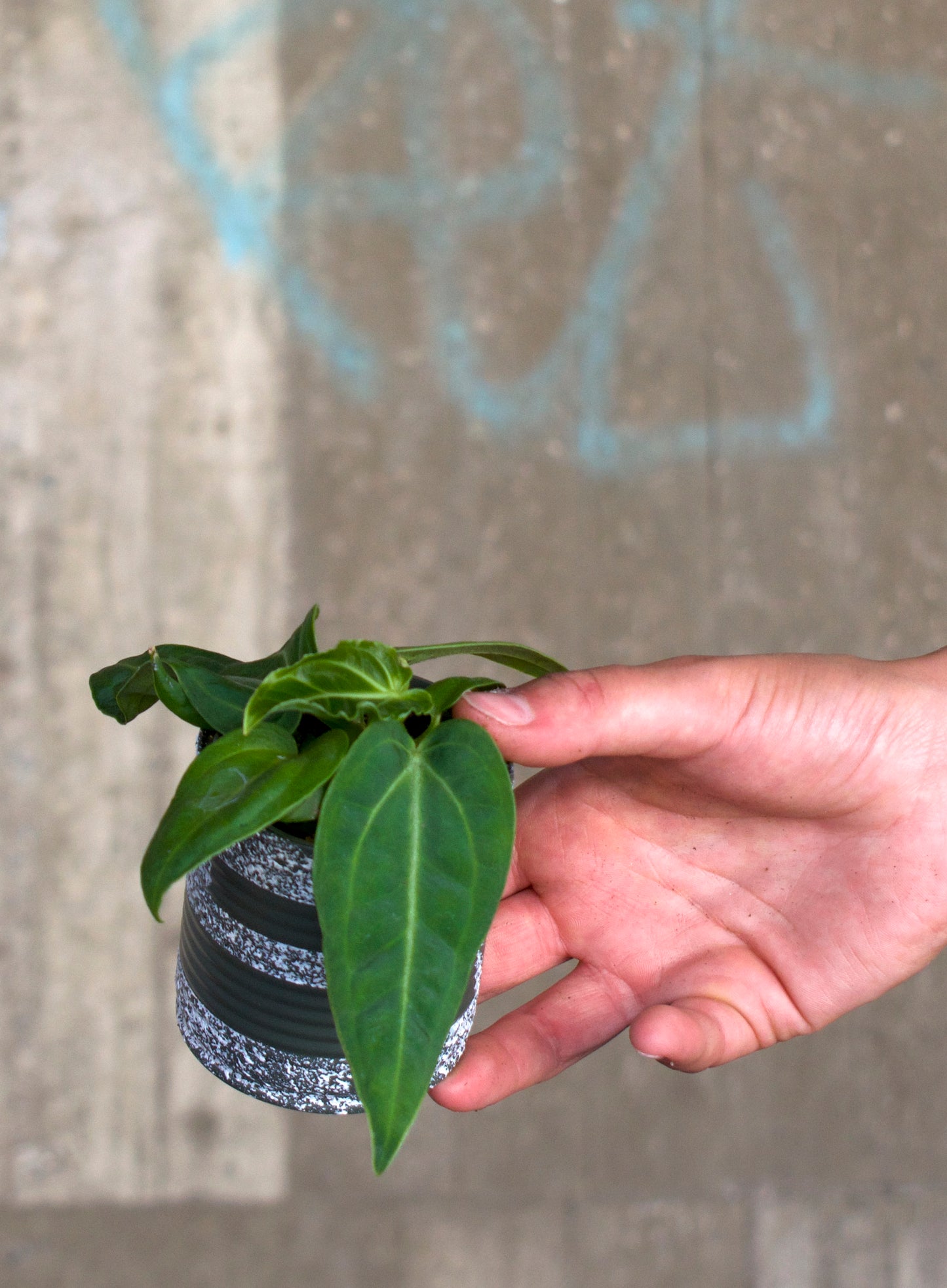 Anthurium villenaorum