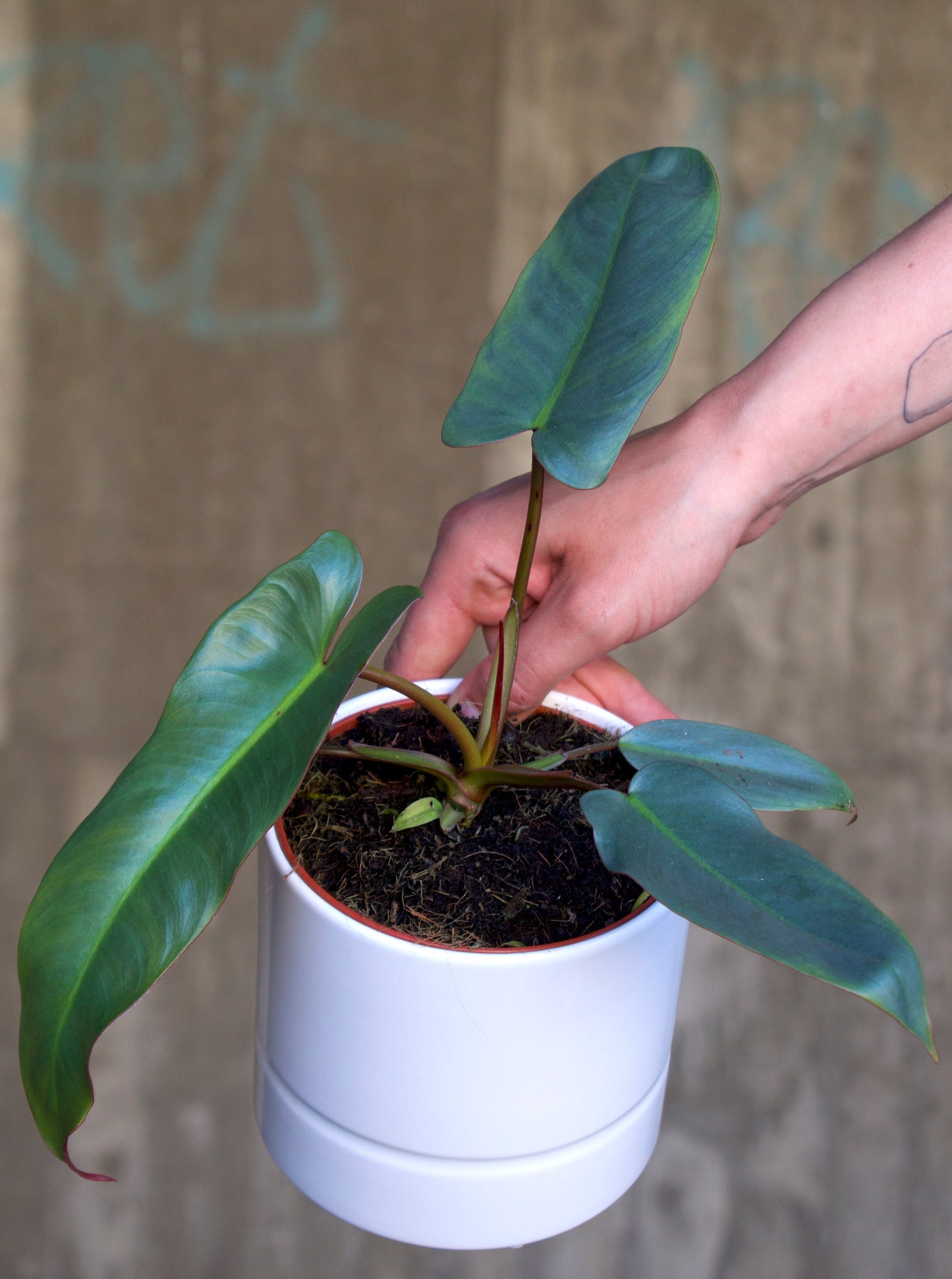 Philodendron atabapoense