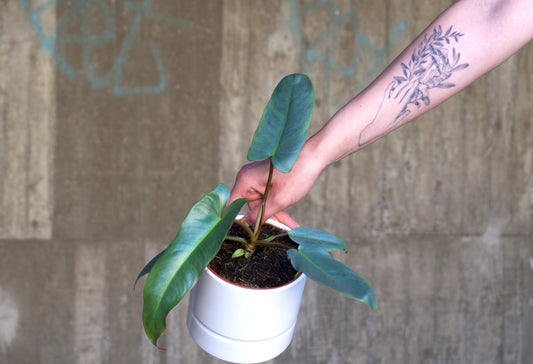 Philodendron atabapoense