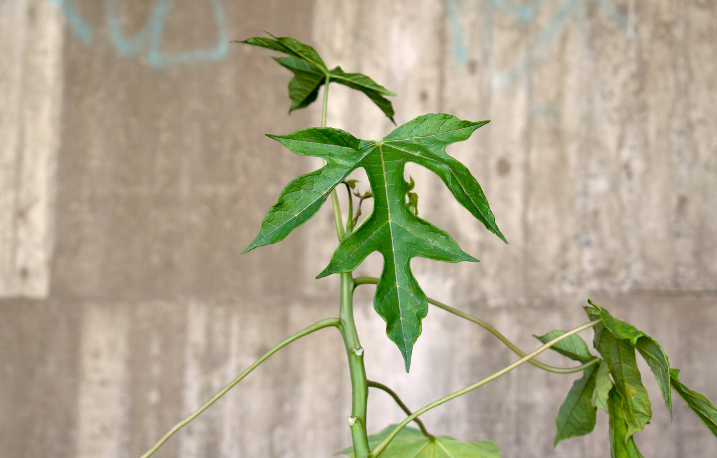 Babaco Papaya, cold hardy 