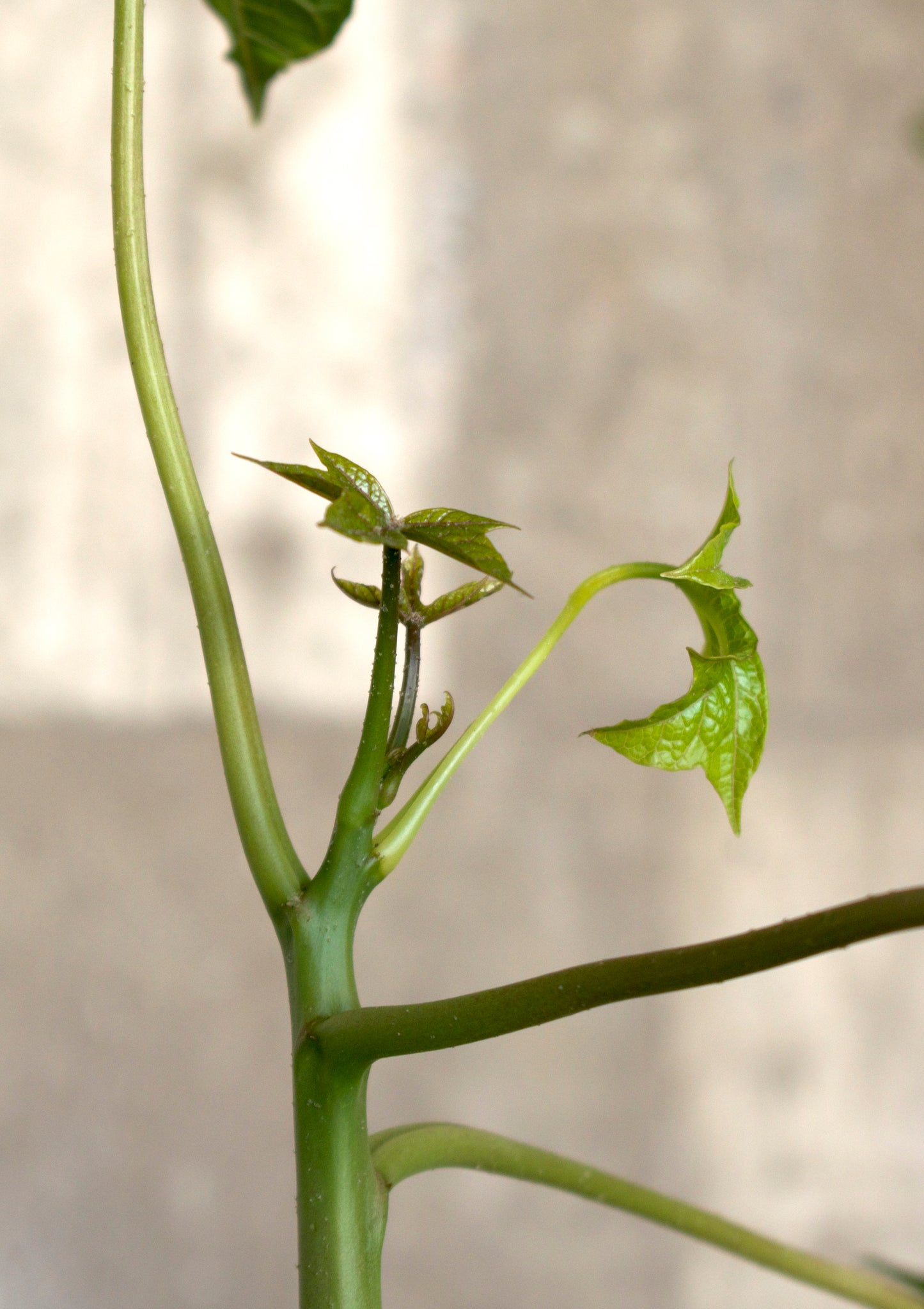 Babaco Papaya, köldtålig