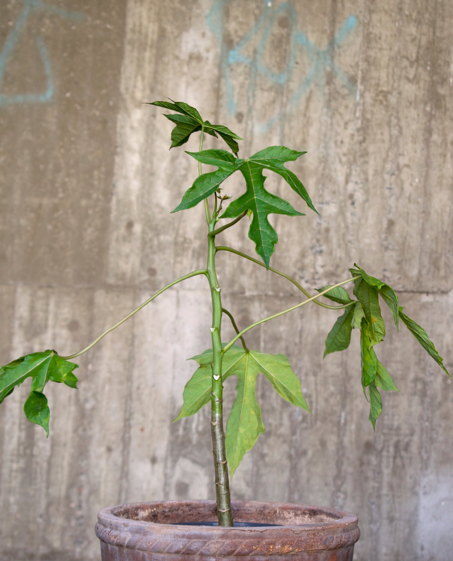 Babaco Papaya, cold hardy 