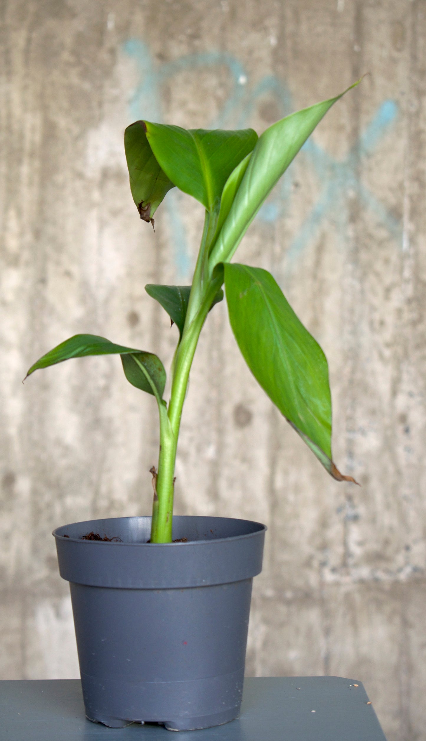 Cold-tolerant banana tree, 'Musa Basjoo'