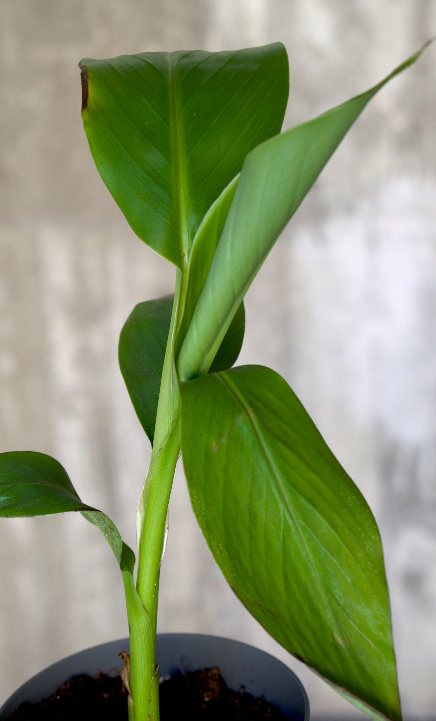 Cold-tolerant banana tree, 'Musa Basjoo'