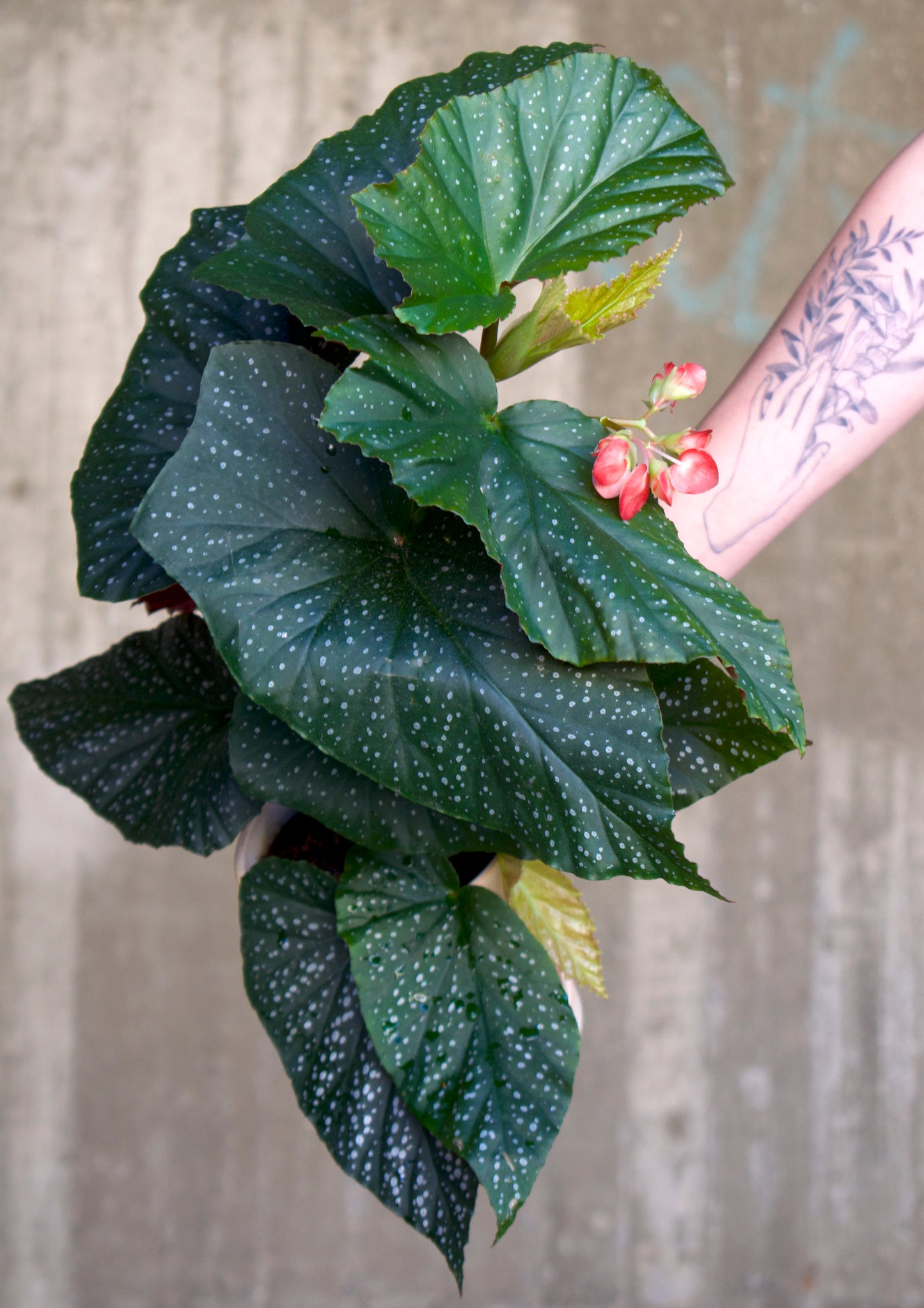 Begonia 'Corallina'