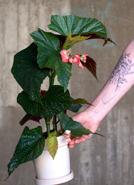 Begonia 'Corallina'