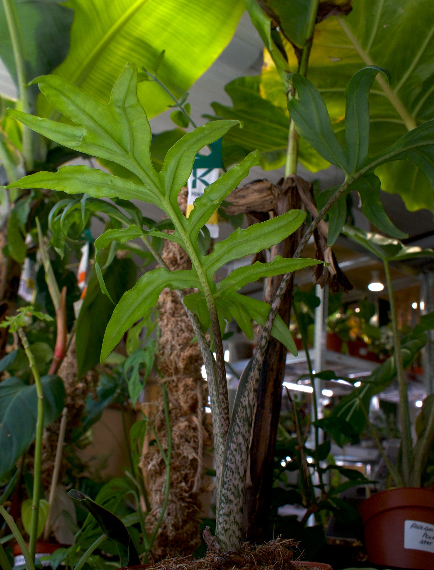 Alocasia Brancifolia