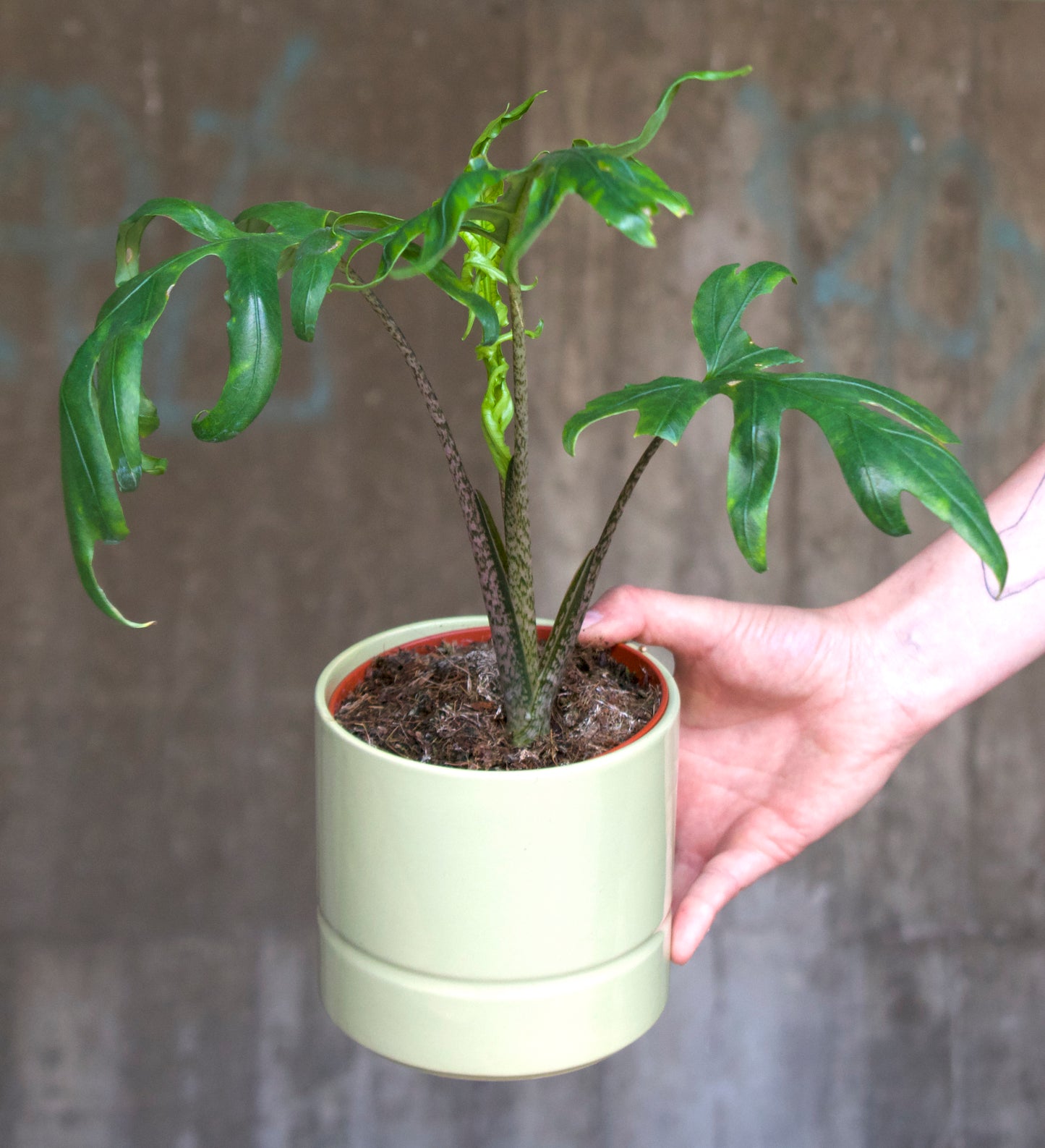 Alocasia branchifolia