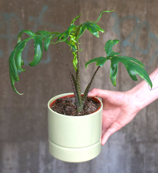 Alocasia Brancifolia