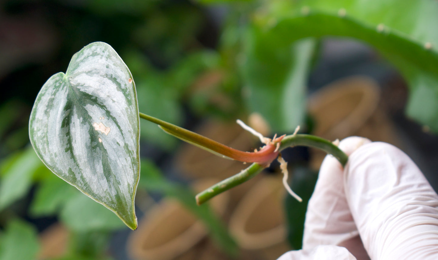 Philodendron brandtianum 