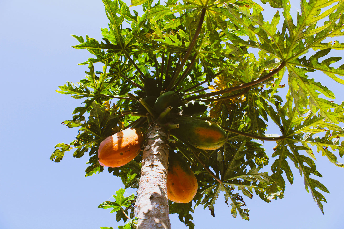 Papayaträd "Carica Papaya" ätbar