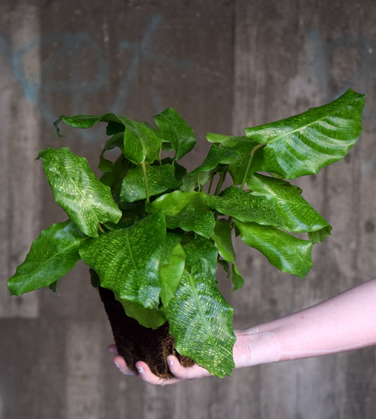 Calathea Musaica 'Network'