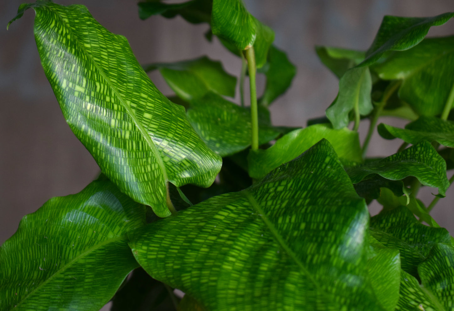 Calathea Musaica 'Network'