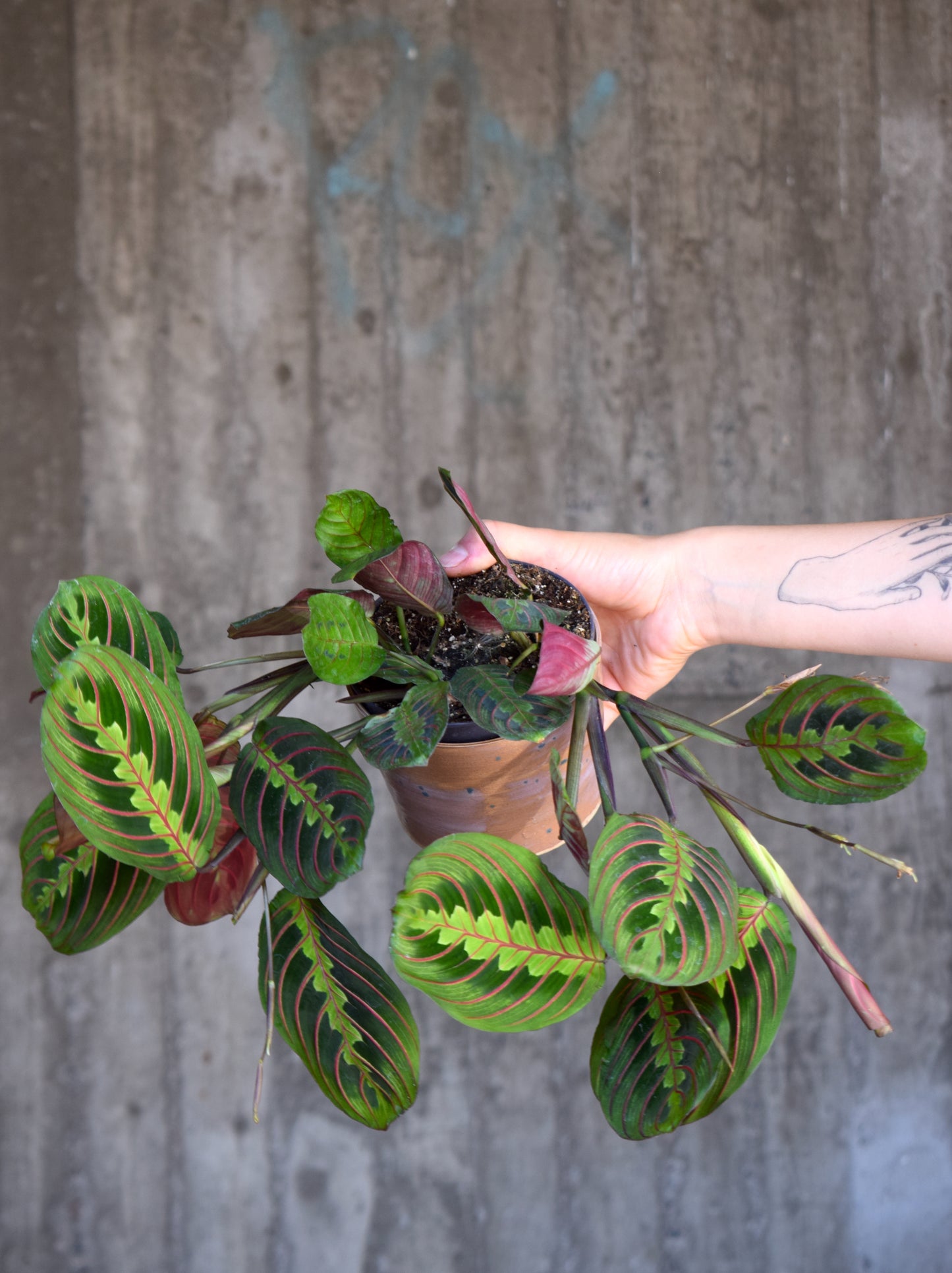 Maranta Leuconeura 'Red Stripe'