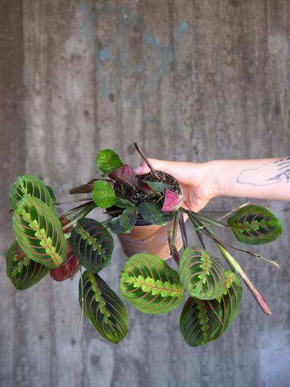 Maranta Leuconeura  'Red Stripe'