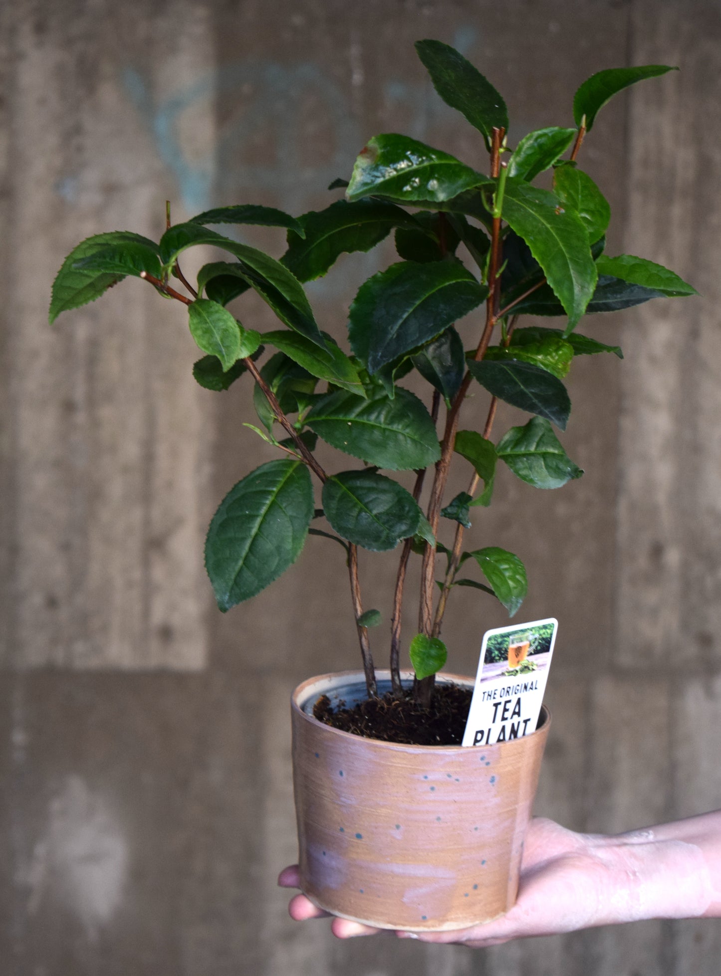 Tebuske 'Camellia sinensis'