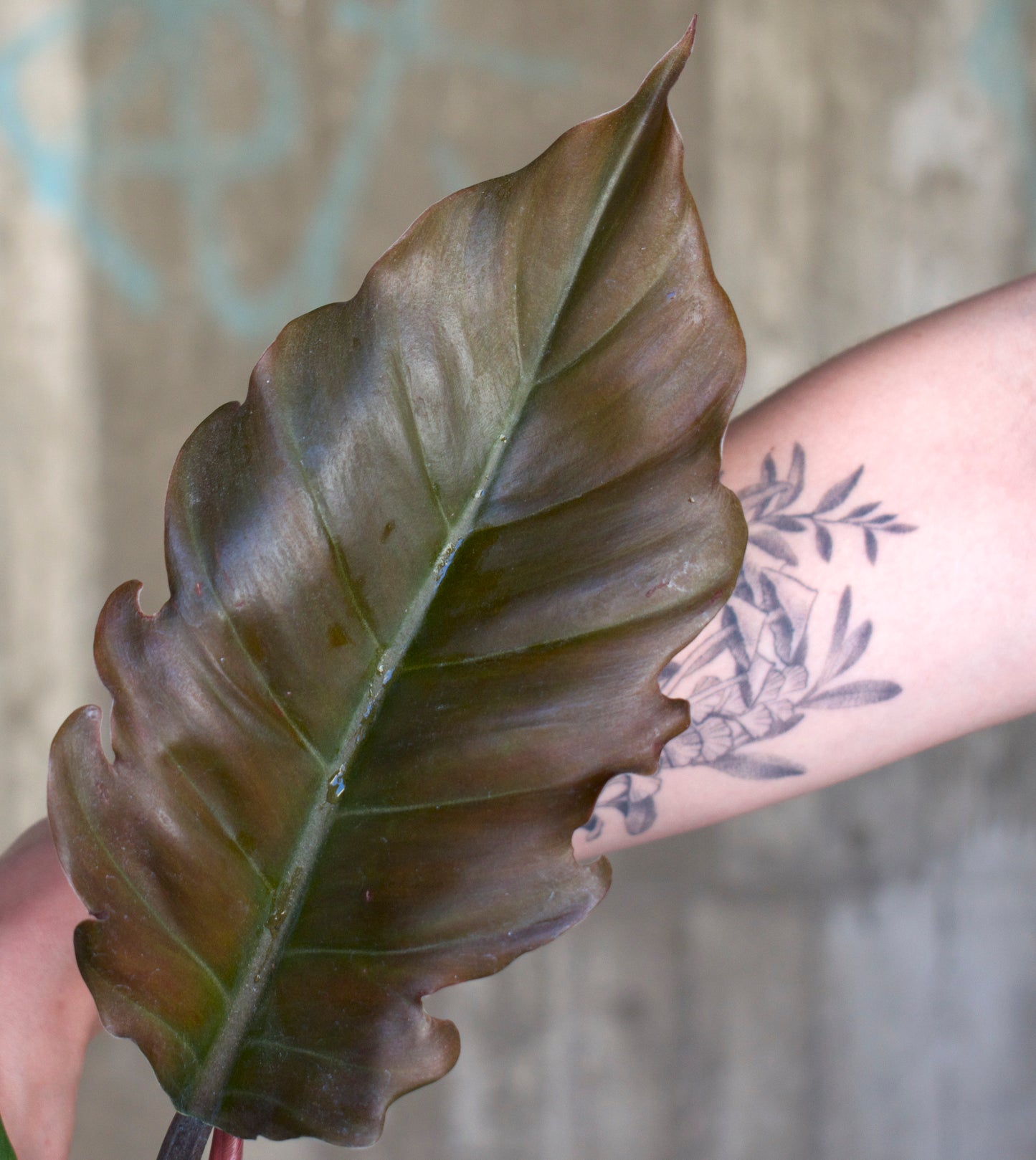 Philodendron 'Choco Empress'/'Pluto'