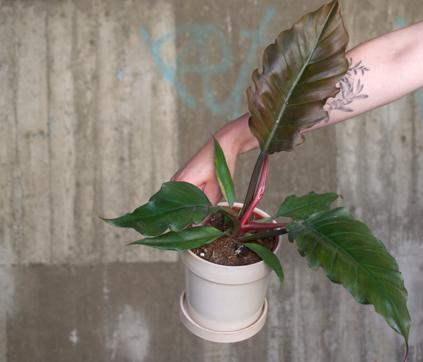 Philodendron 'Choco Empress'/'Pluto'