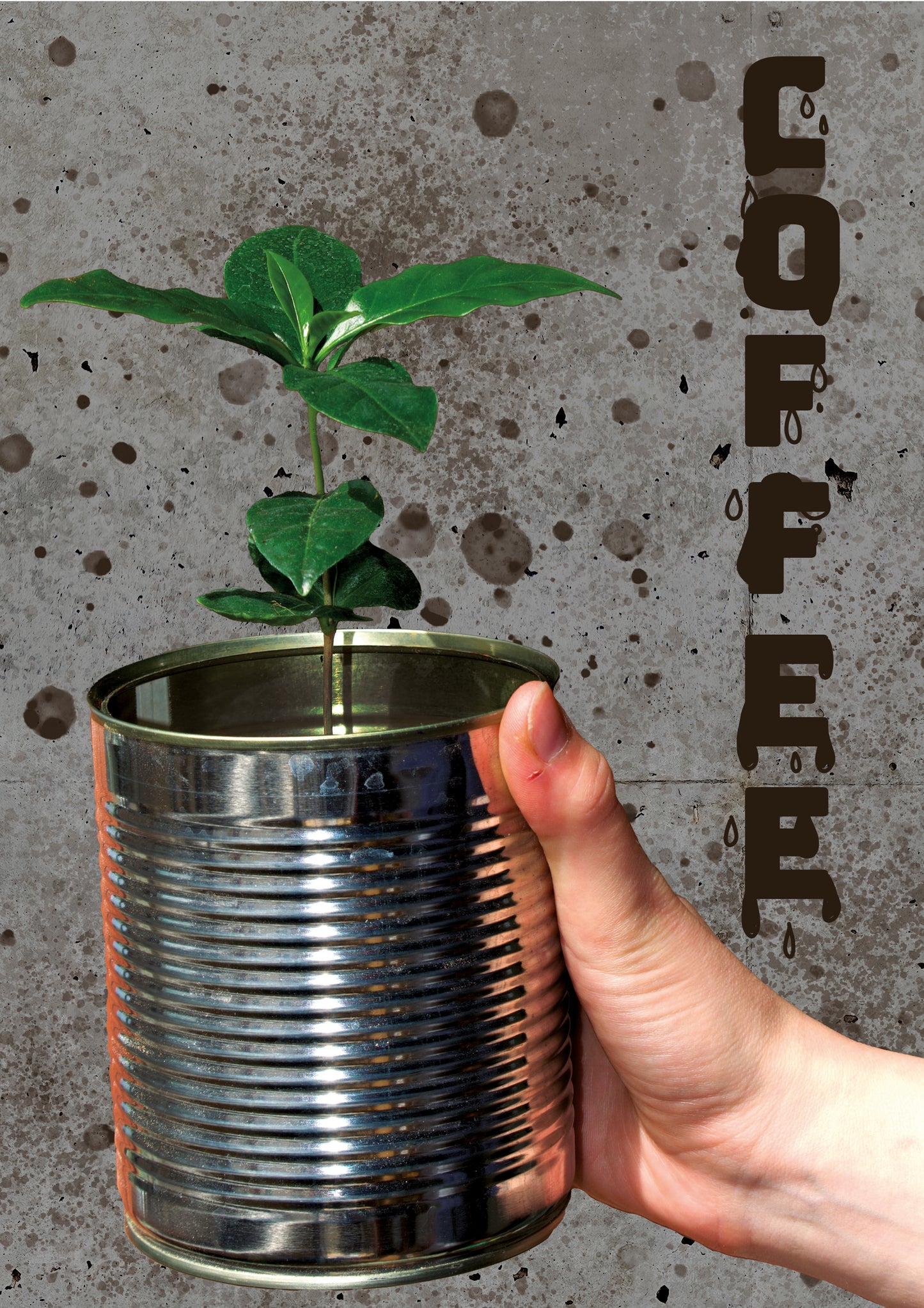 Arabischer Kaffeebaum 'Coffea Arabica' 