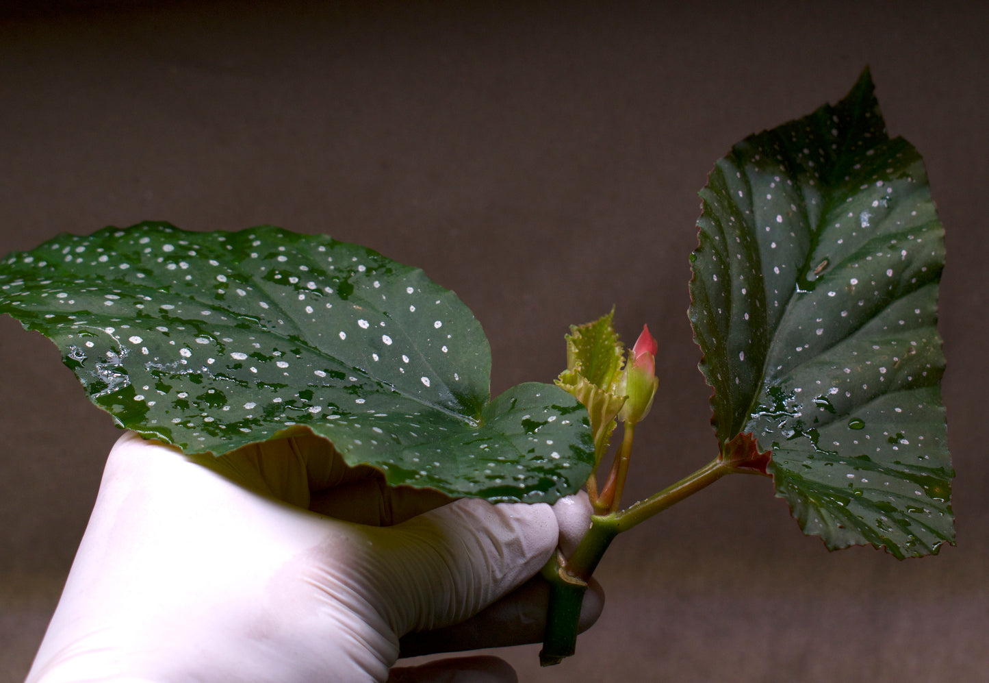 Begonie 'Corallina'