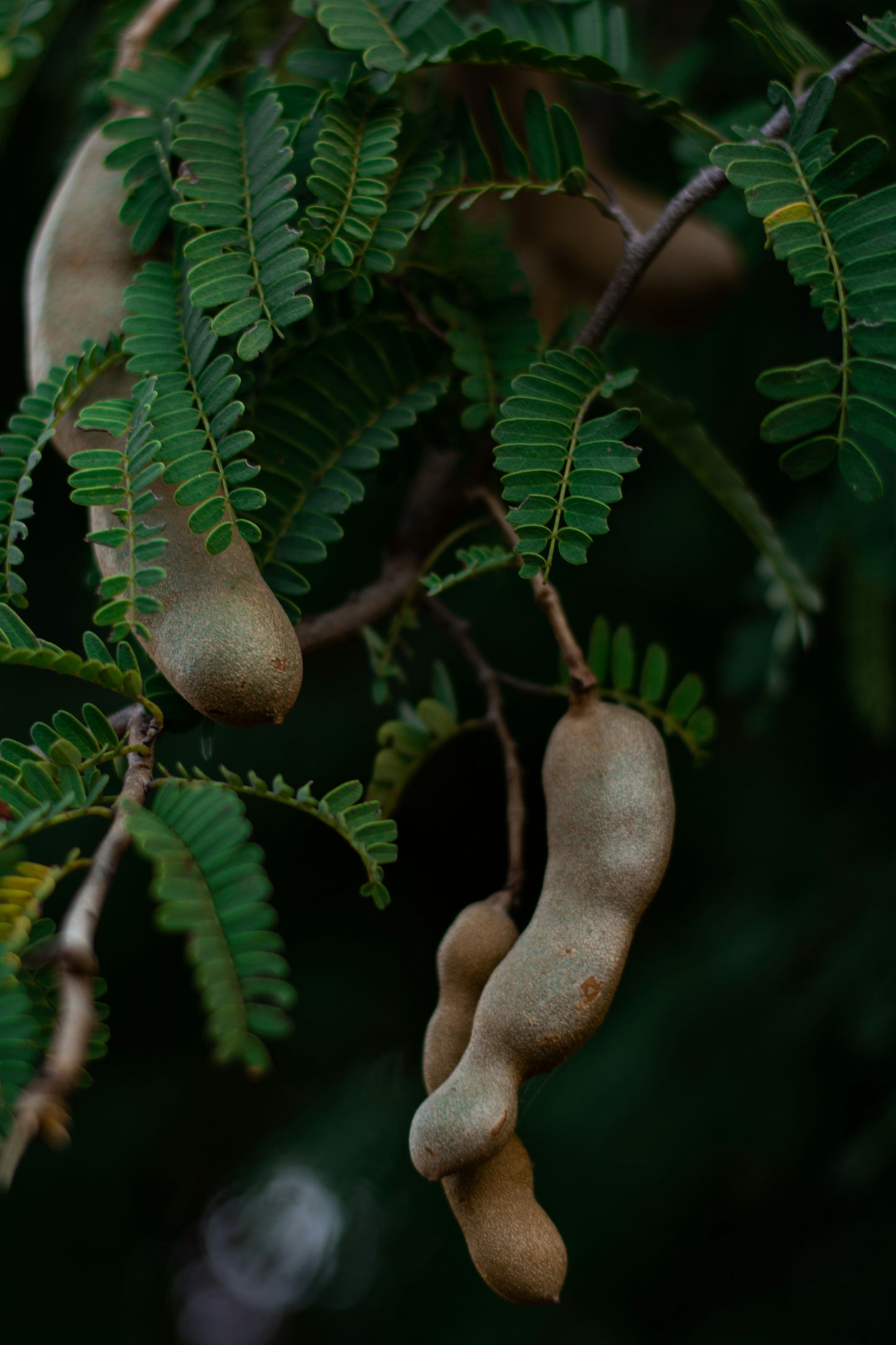 Tamarind tree (Tamarindus indica) 