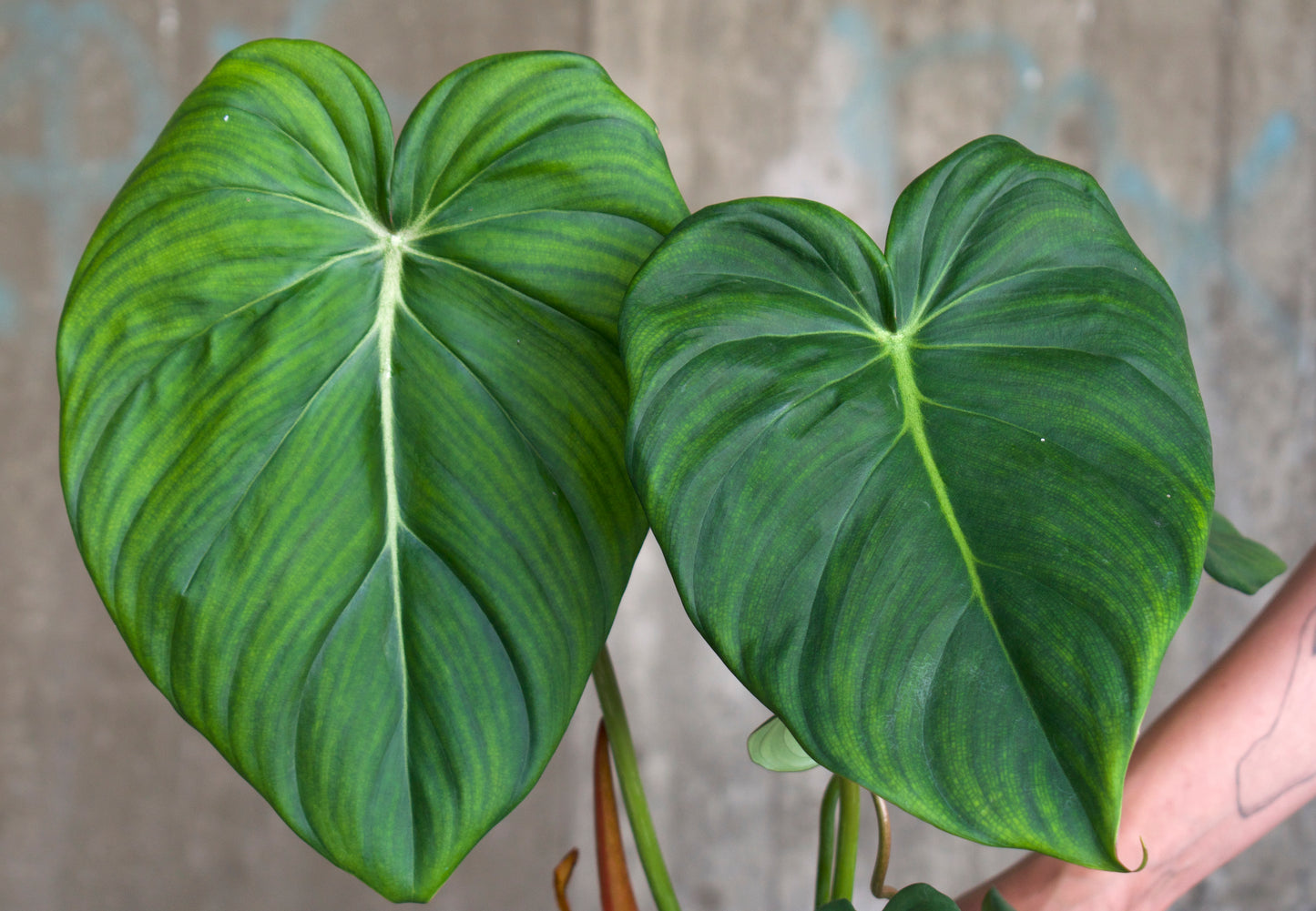 Philodendron 'Dean McDowell'