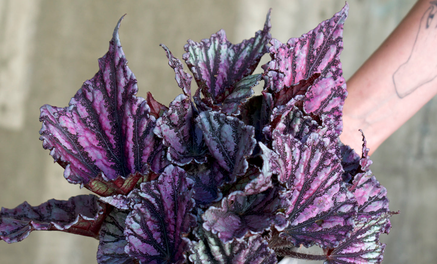 Begonia rex 'Dew Drop'