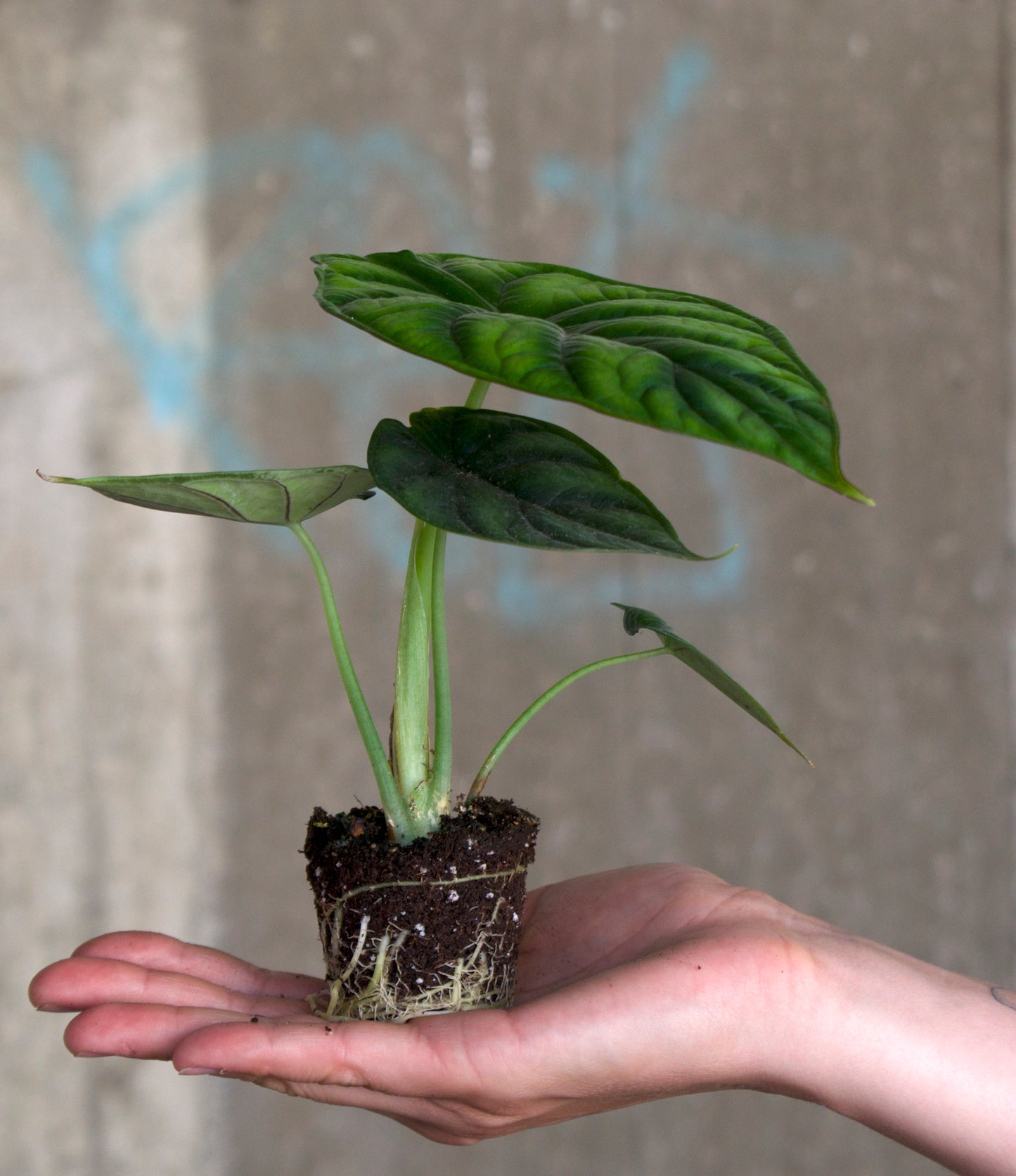 Alocasia Baginda 'Dragon Scale' 