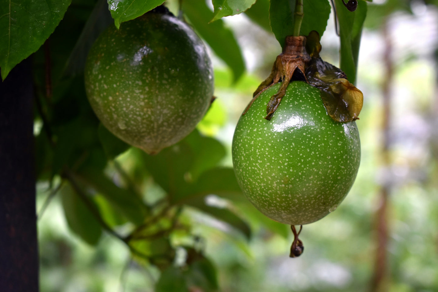 Passion fruit 'Passiflora Edulis'