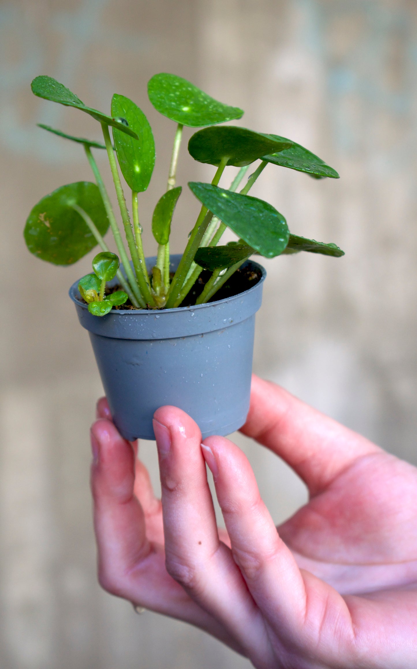 Pilea peperomioides 