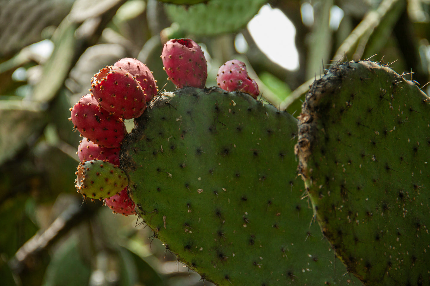 Opuntia Jamaicensis