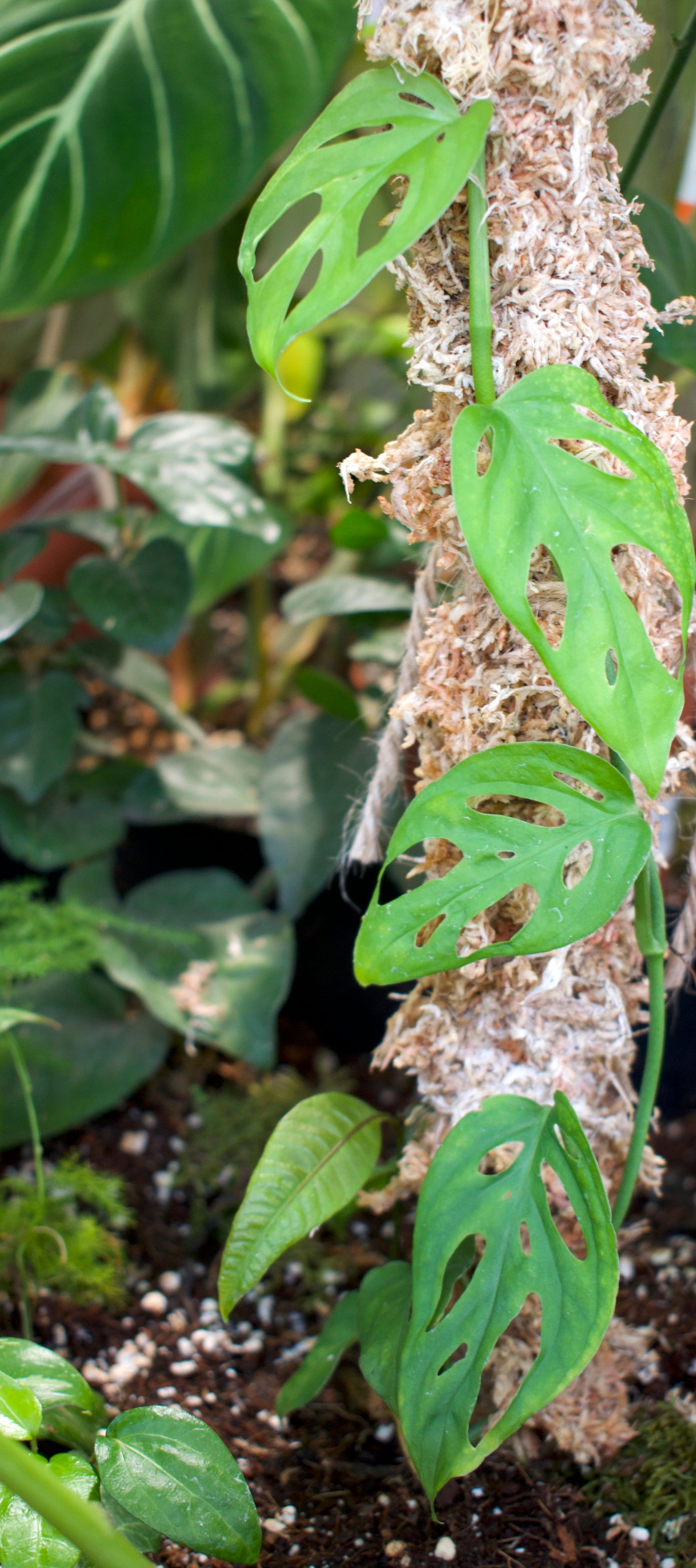 Monstera epipremnoides 'Esqueleto'