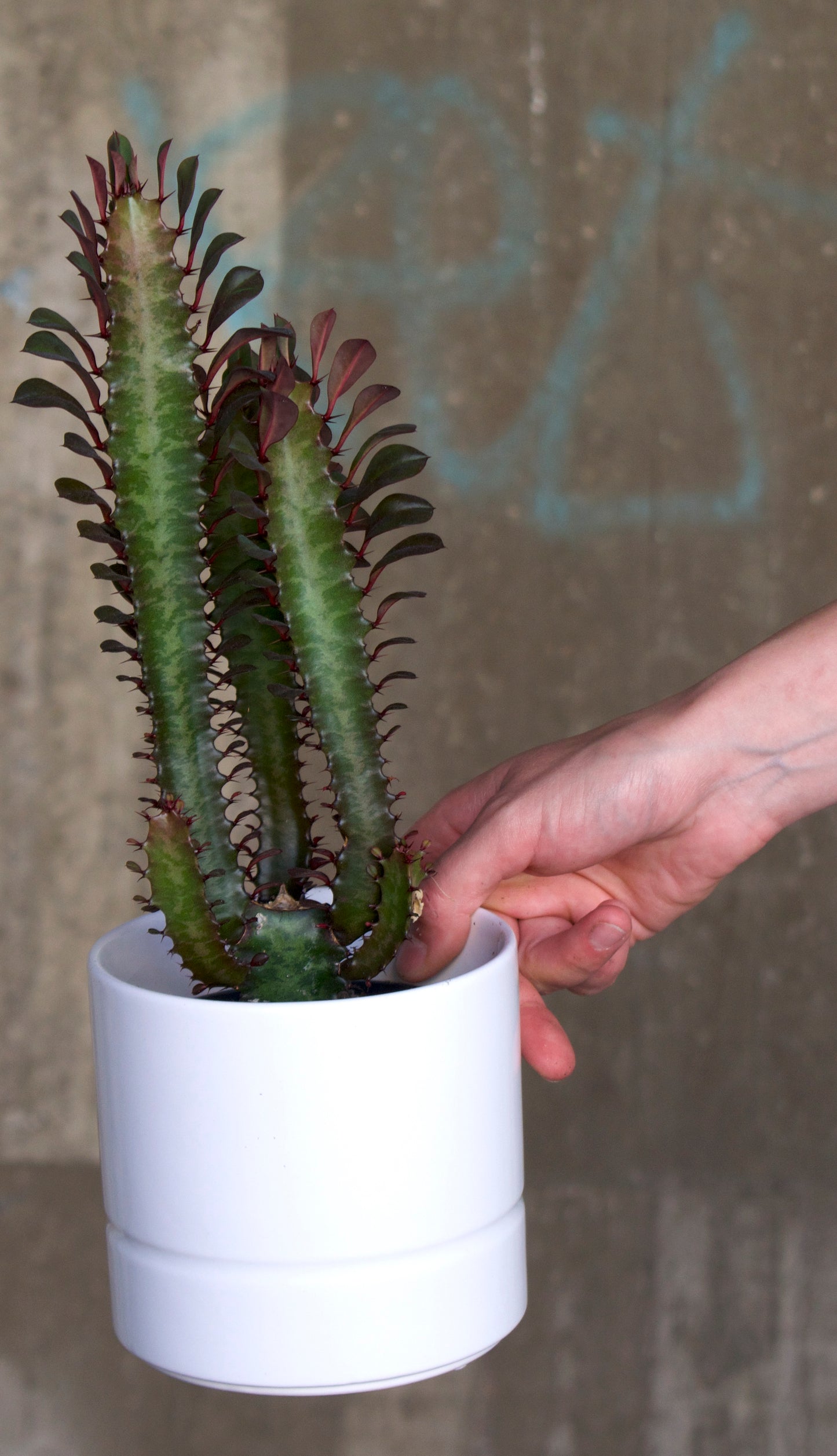 Euphorbia Trigona Rubra