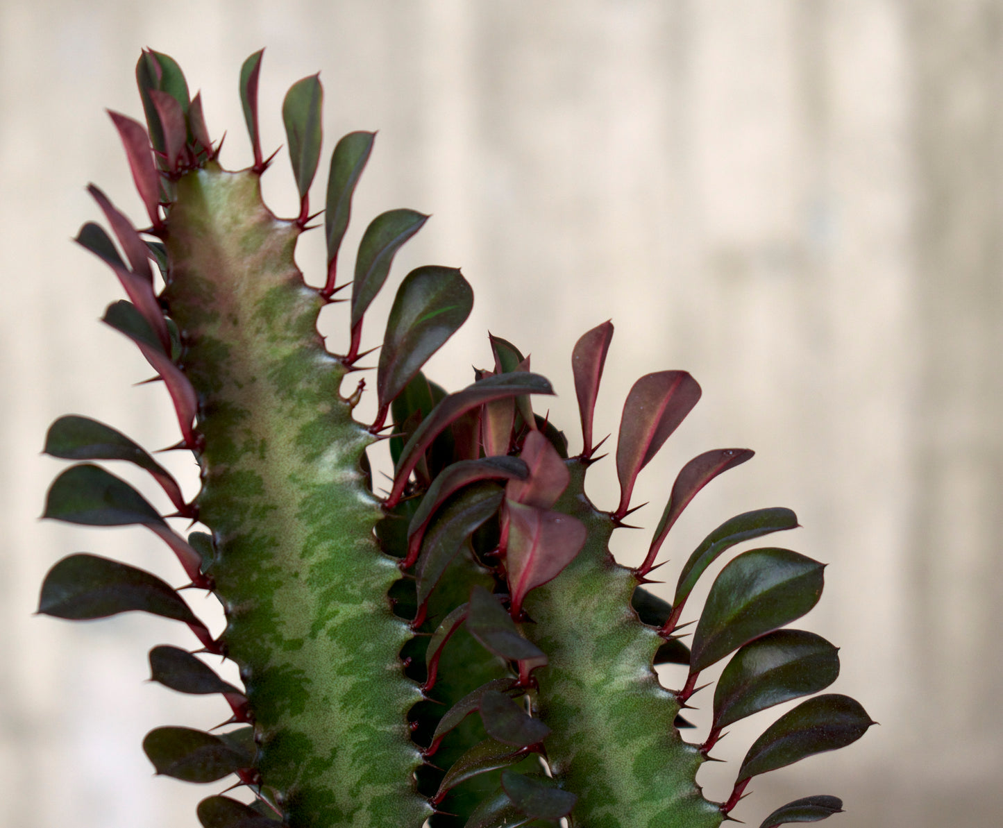 Euphorbia Trigona Rubra