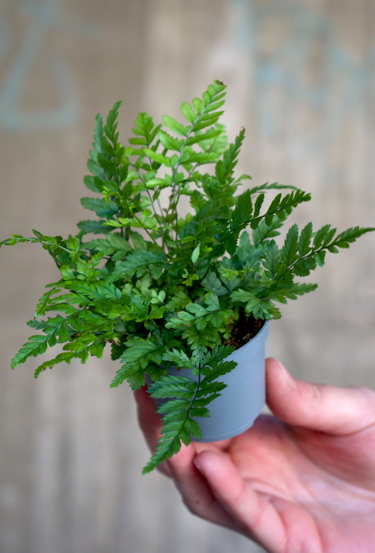 Spear fern(s) 'Nephrolepis'