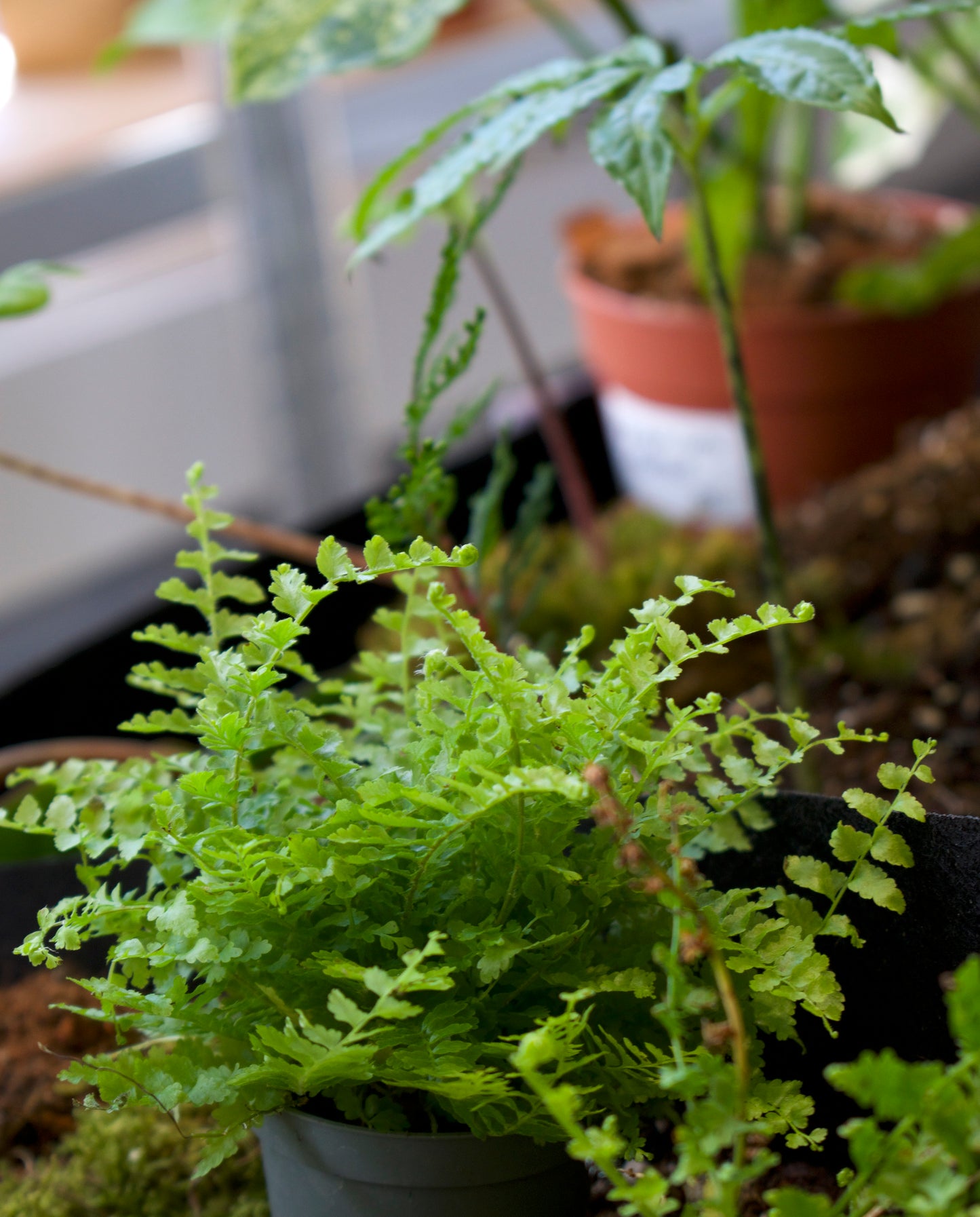 Spear fern(s) 'Nephrolepis'