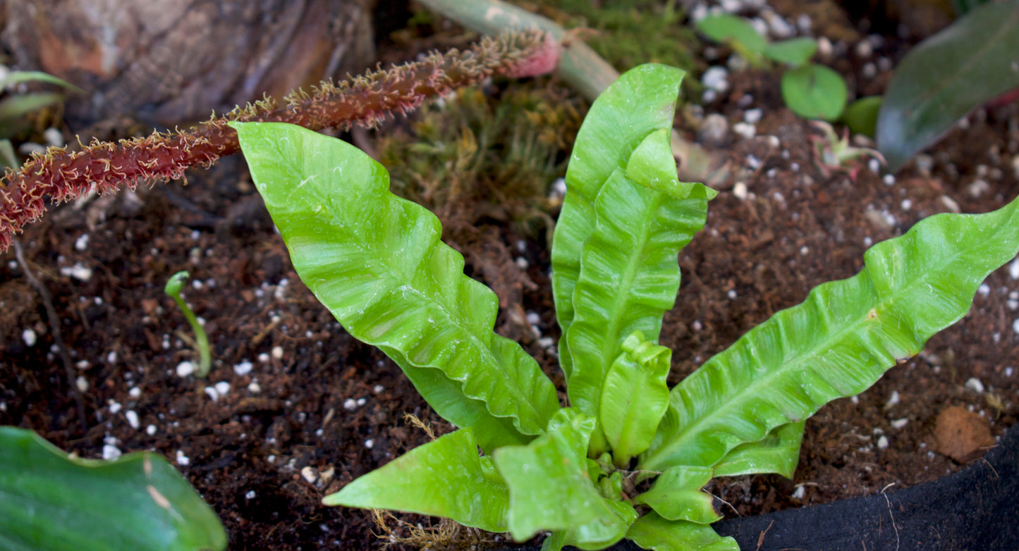 Asplenium nidus 'Crispy Wave'