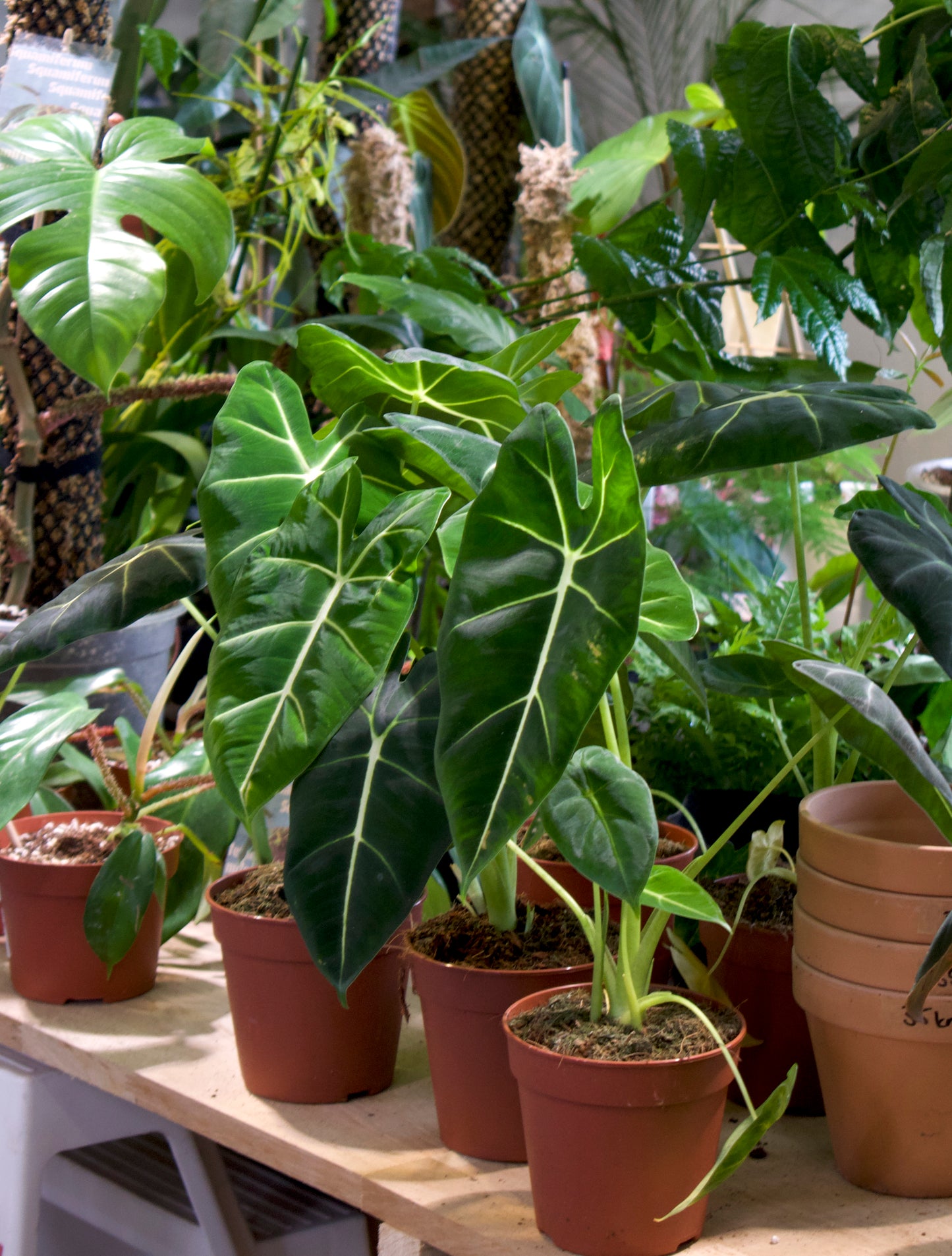 Alocasia micholitziana 'Frydek'