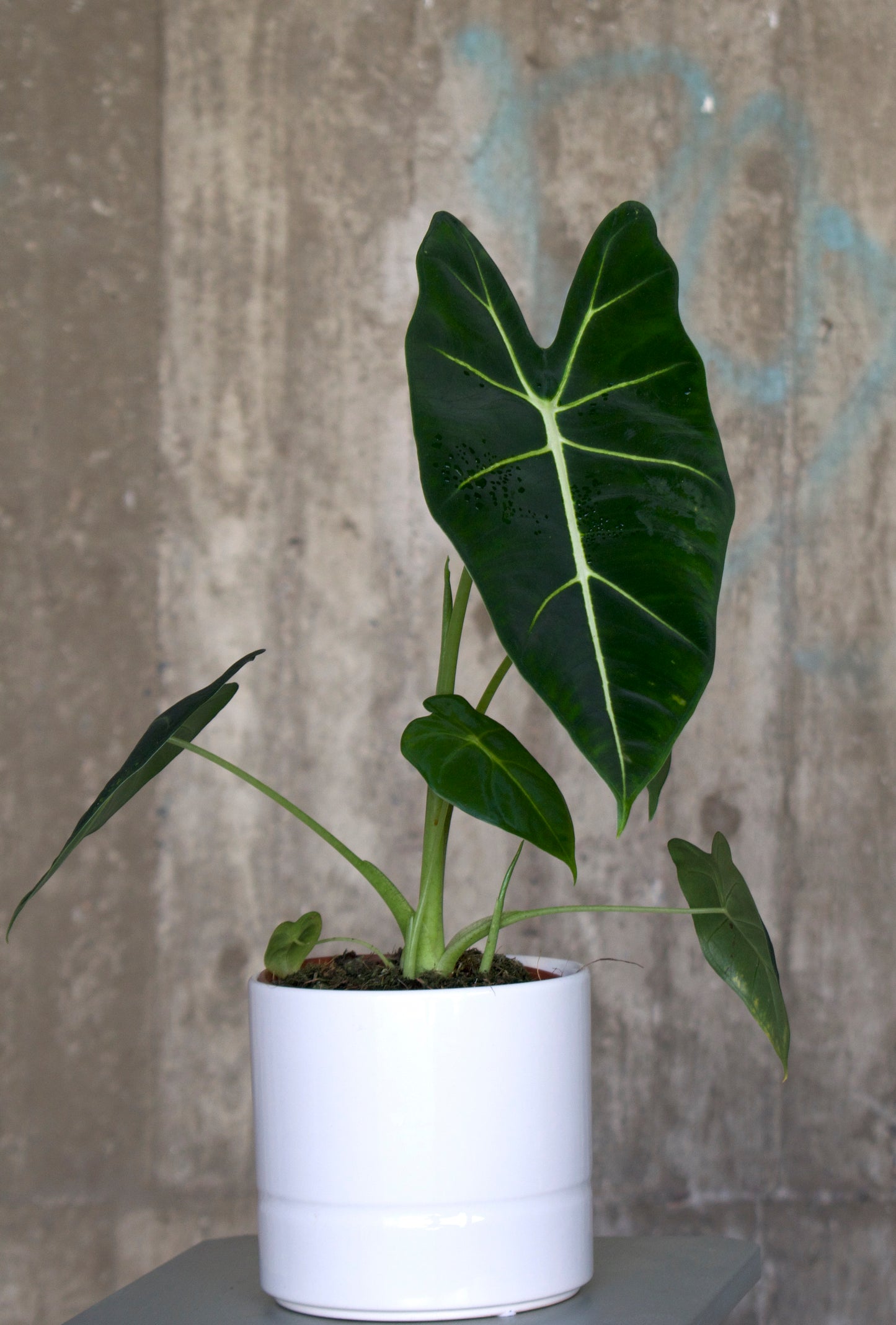 Alocasia micholitziana 'Frydek'