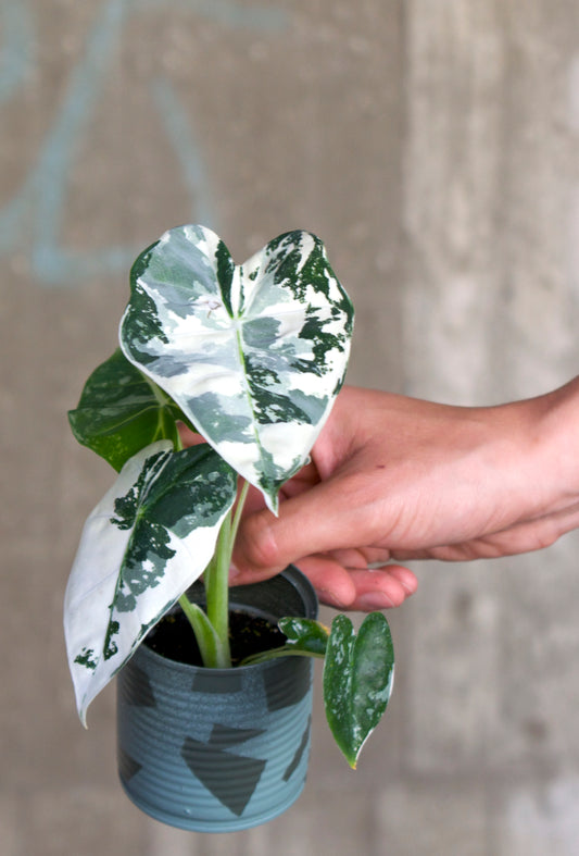 Alocasia 'Frydek' Variegata