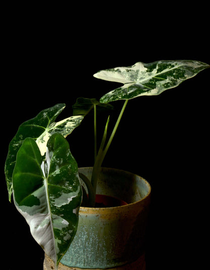 alocasia frydek 1